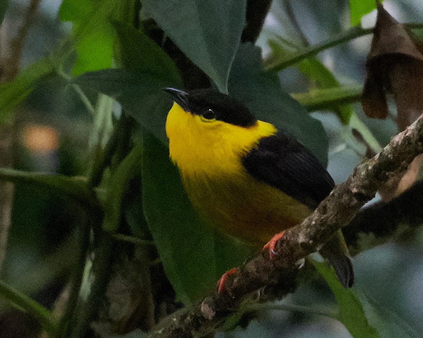 Golden-collared Manakin - ML49809971