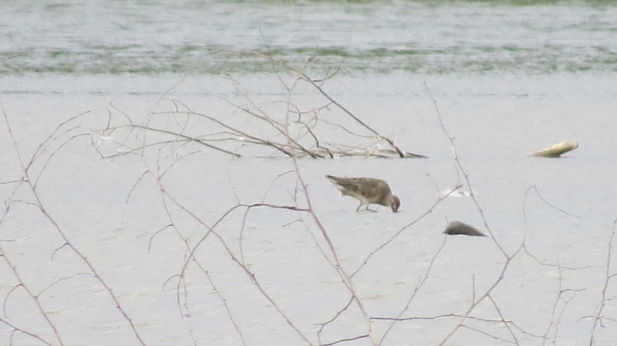 Long-billed Dowitcher - ML498100171