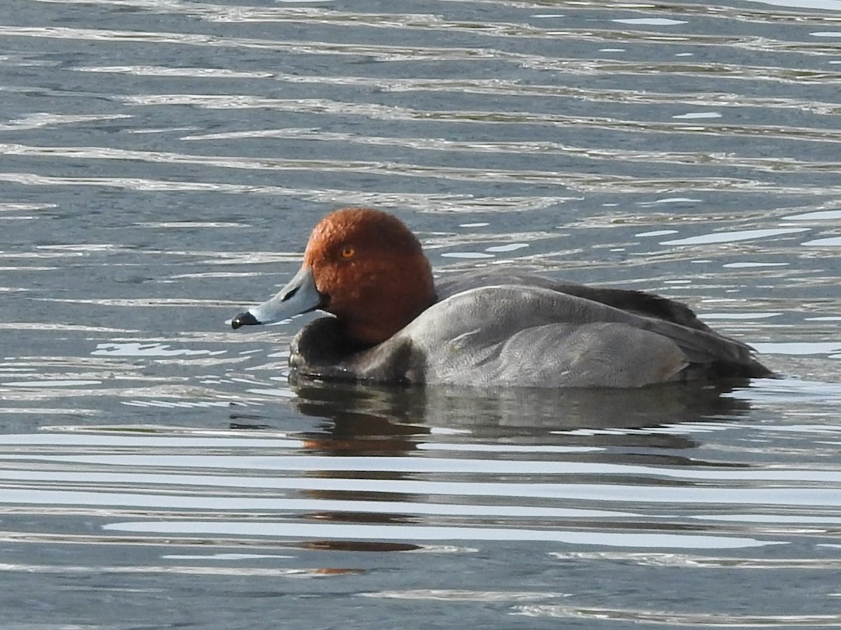 Redhead - ML498100491