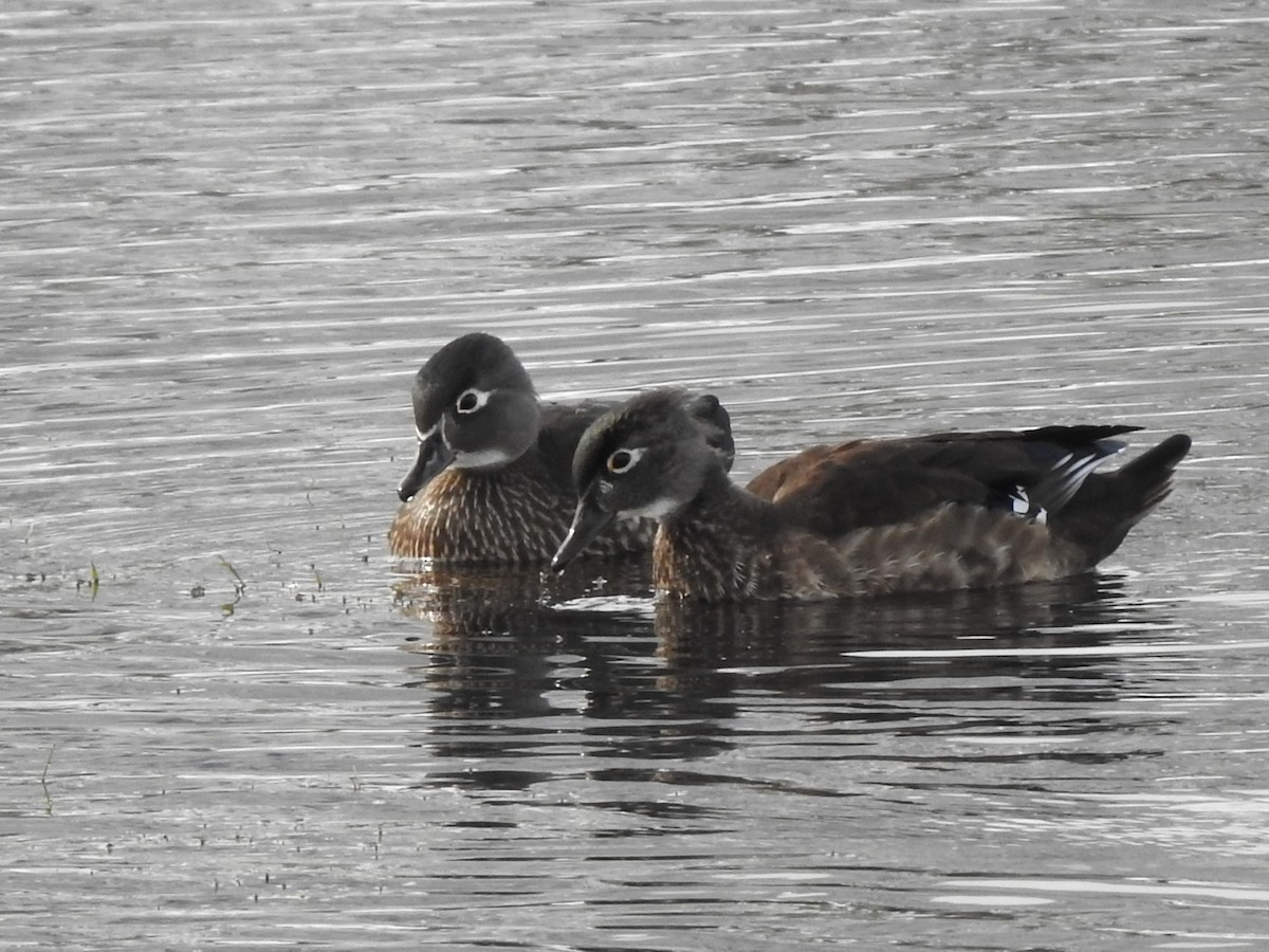 Wood Duck - ML498100531