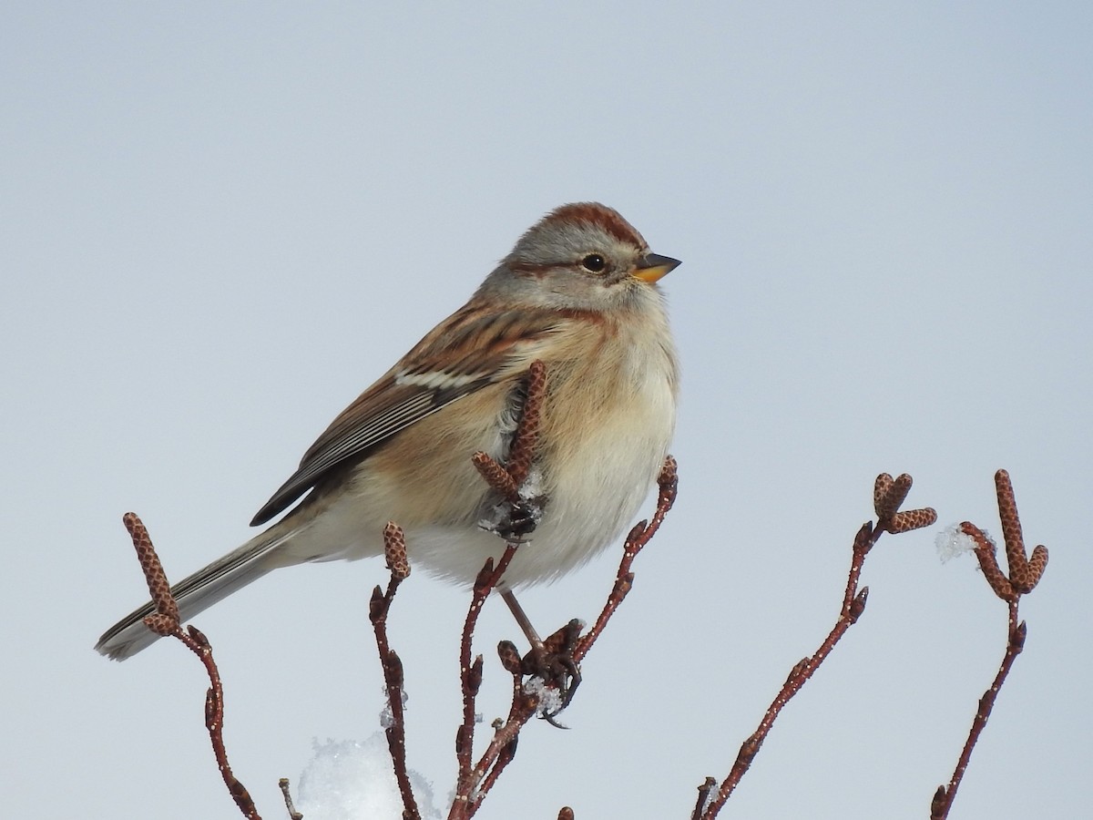 American Tree Sparrow - ML498100701