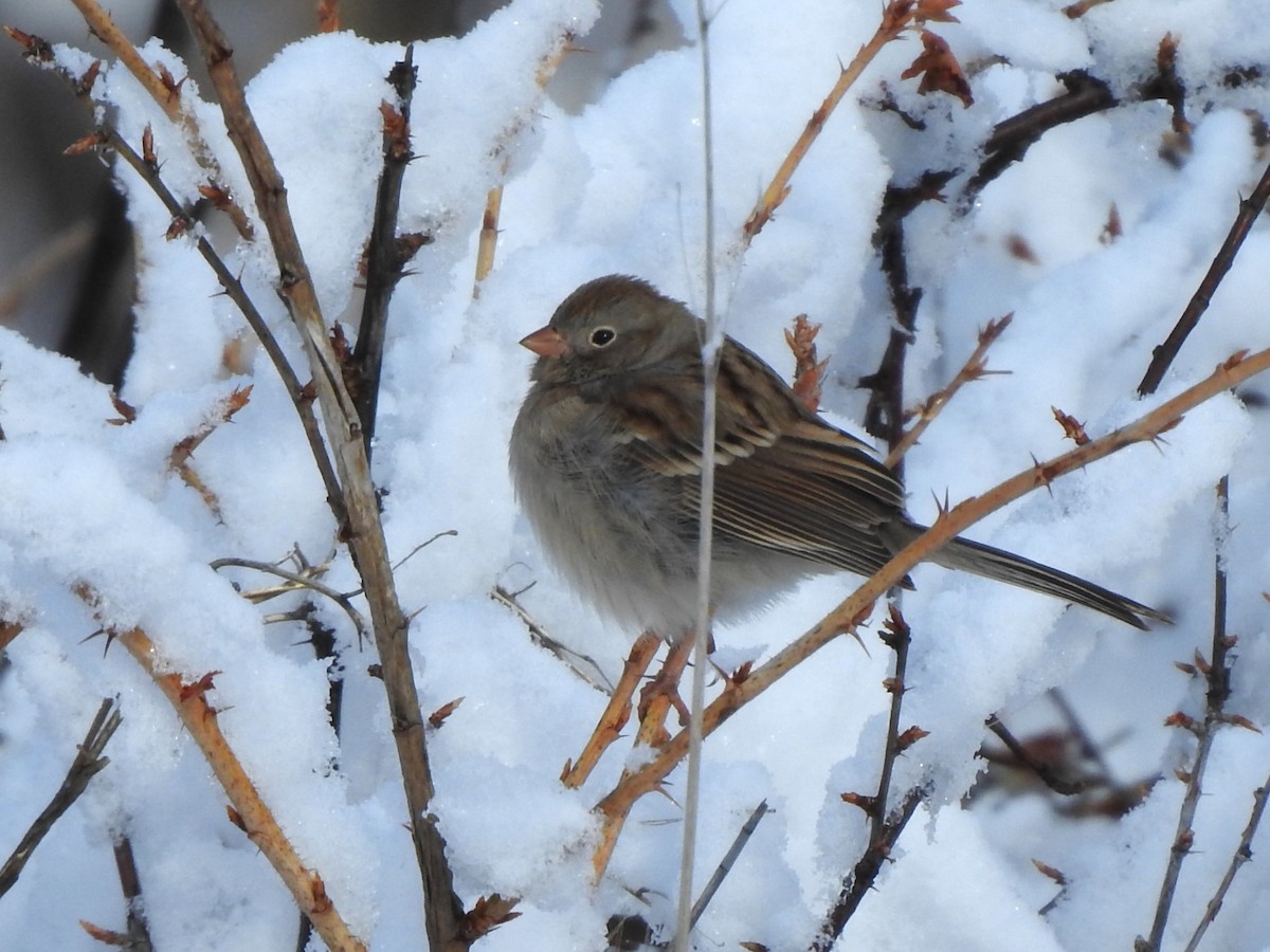 Field Sparrow - ML498100761