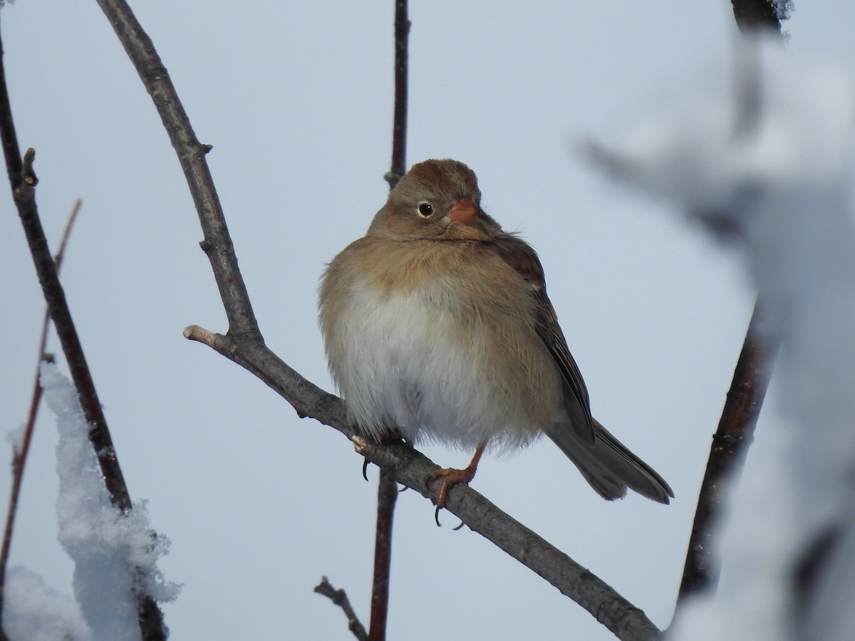 Field Sparrow - ML498100781