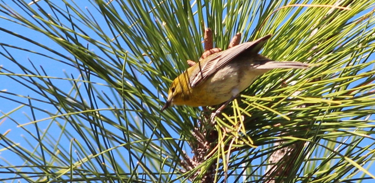 Pine Warbler - ML49810141