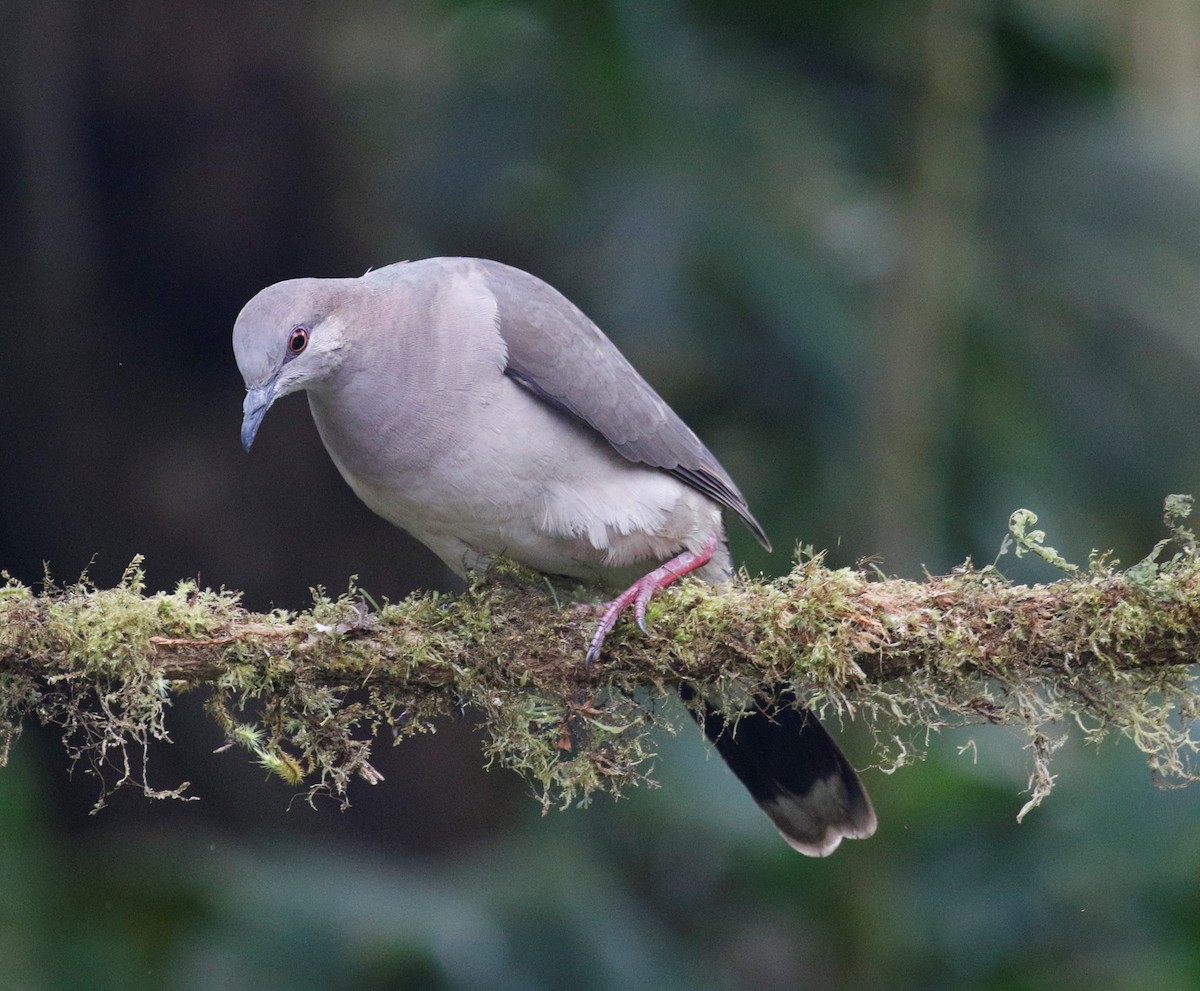 White-tipped Dove - Anne Ruben