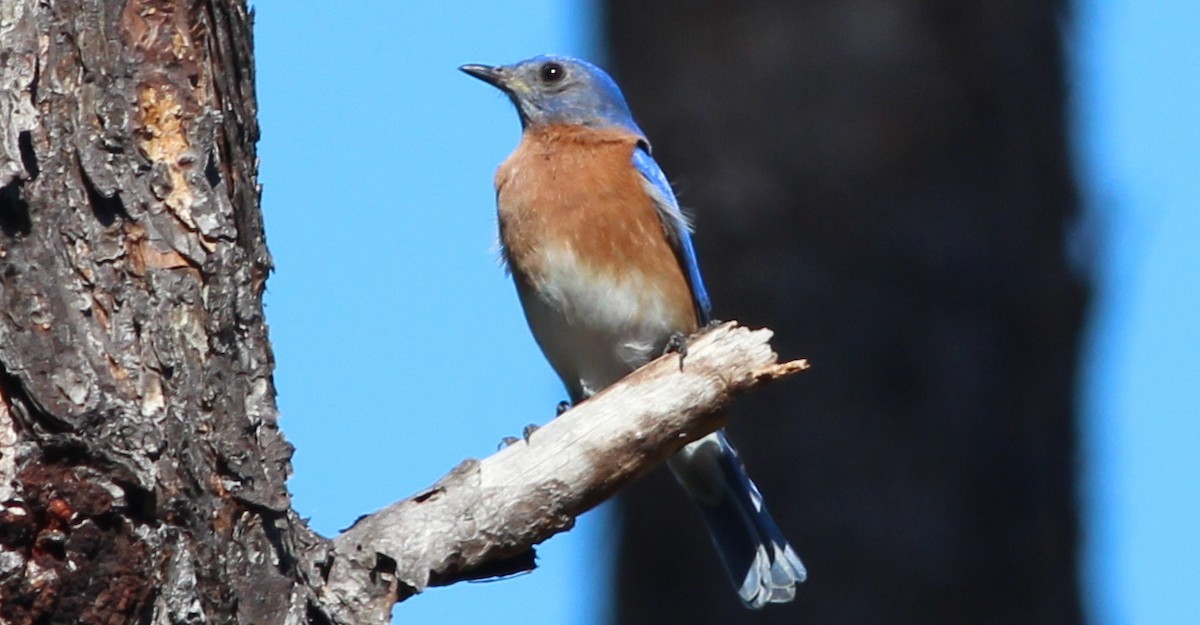 Eastern Bluebird - ML49810271