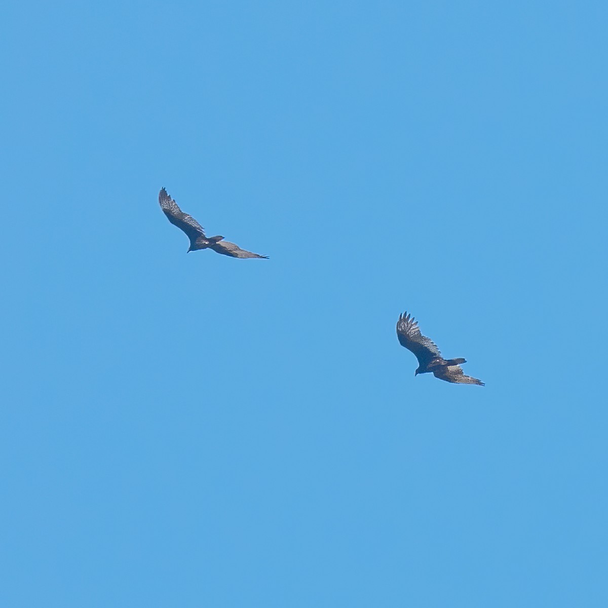 Turkey Vulture - ML498103591
