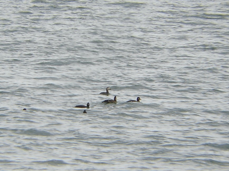 Velvet Scoter - ML498105121