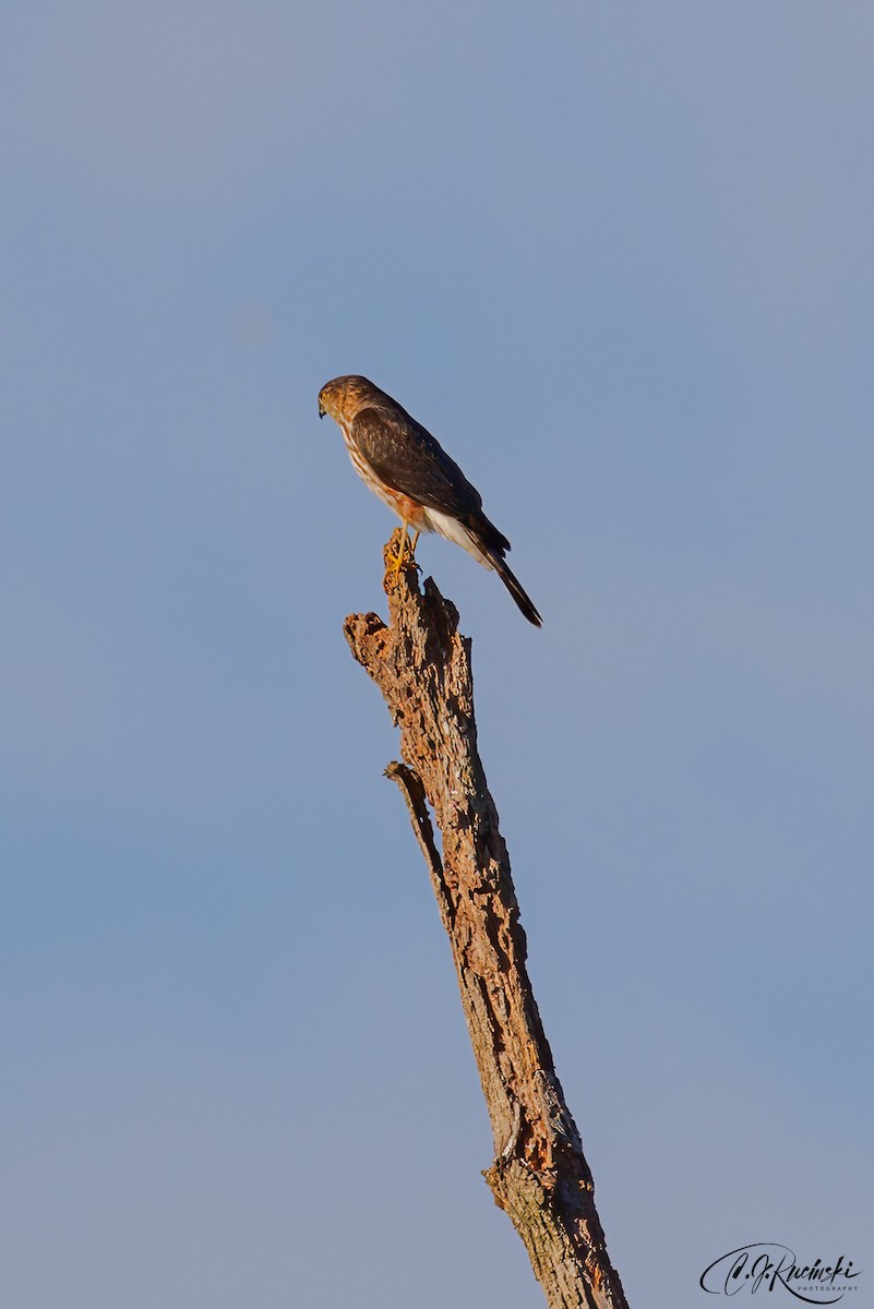 Sharp-shinned Hawk - ML498105471