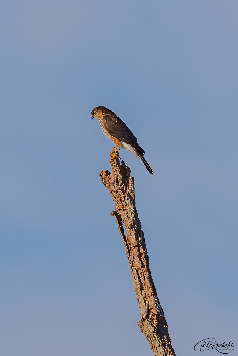 Sharp-shinned Hawk - ML498105481