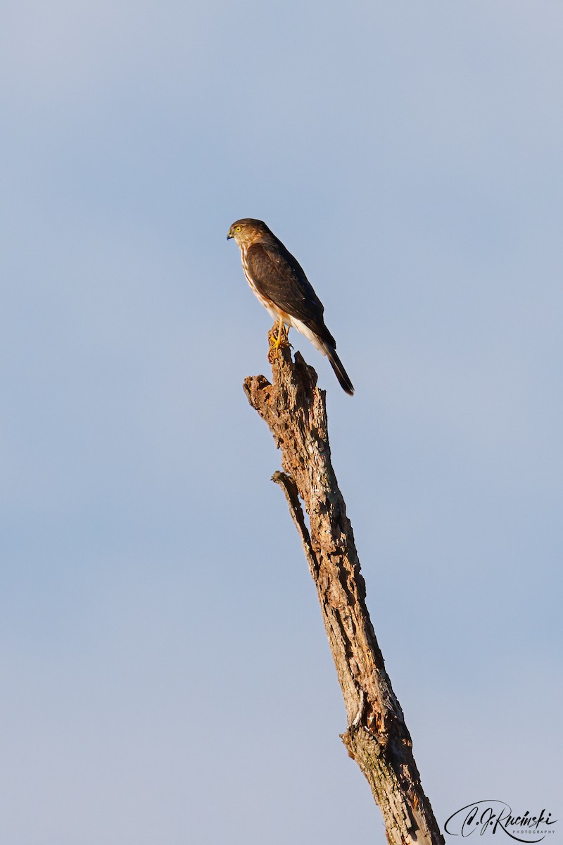 Sharp-shinned Hawk - ML498105491