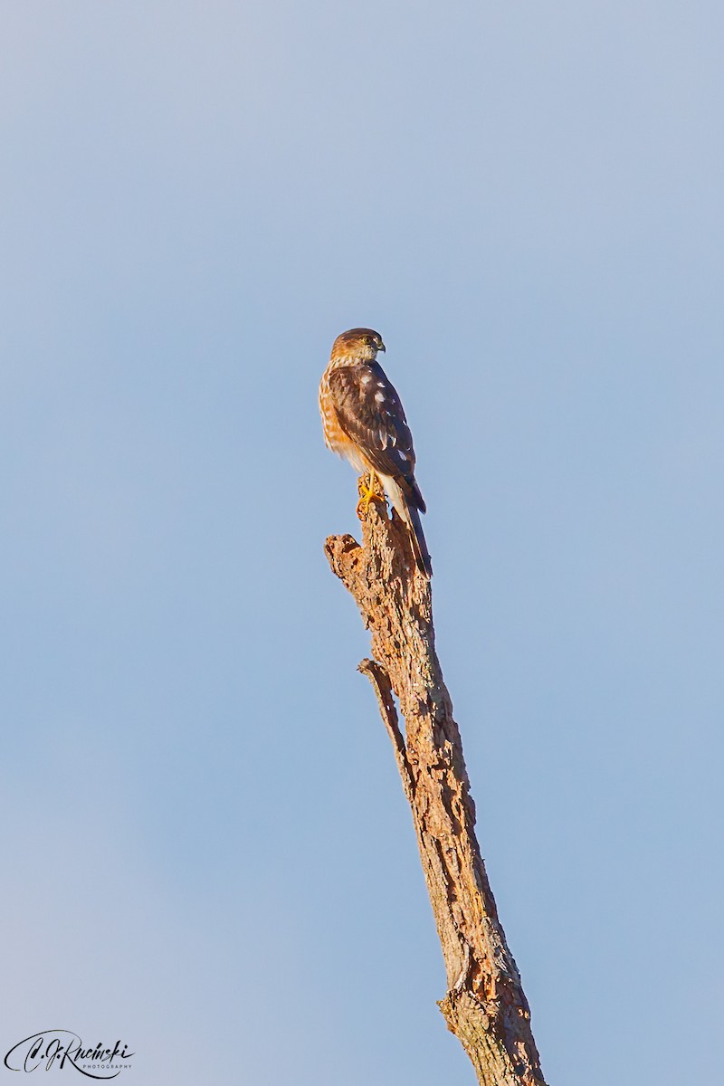 Sharp-shinned Hawk - ML498105511