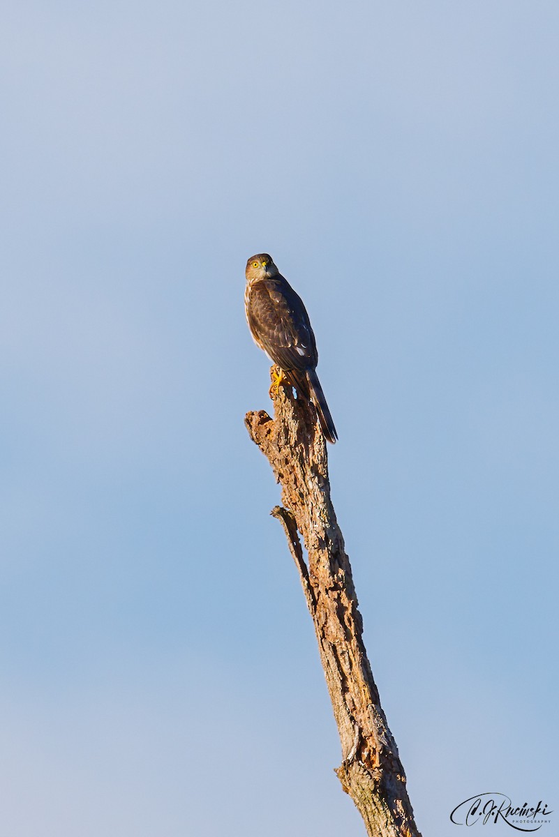 Sharp-shinned Hawk - ML498105521