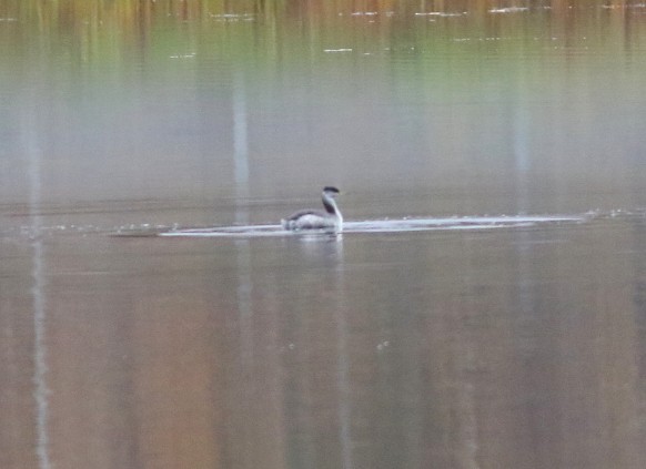Red-necked Grebe - ML498106521