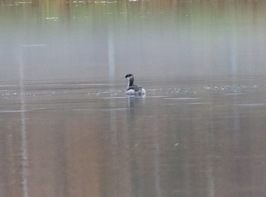 Red-necked Grebe - ML498106581