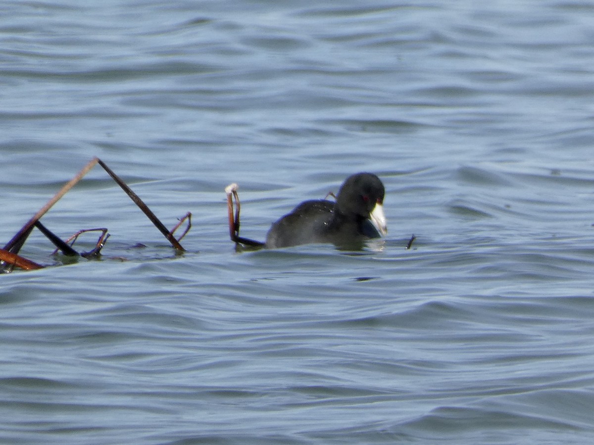American Coot (Red-shielded) - ML498107381