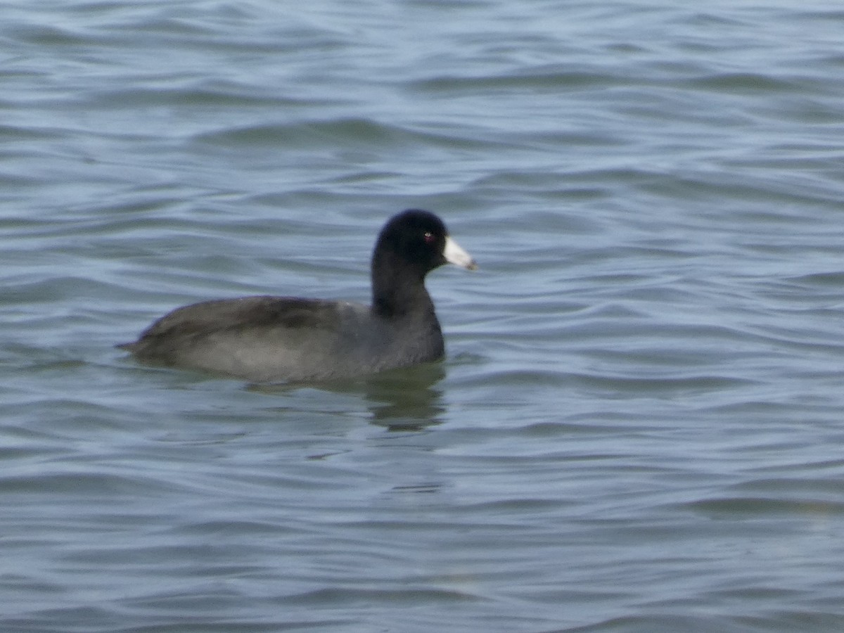 American Coot (Red-shielded) - ML498107391