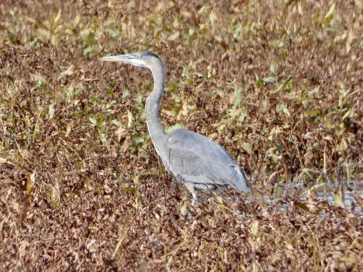 Great Blue Heron (Great Blue) - ML498107511