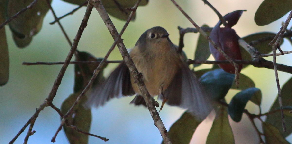 Ruby-crowned Kinglet - ML49810781