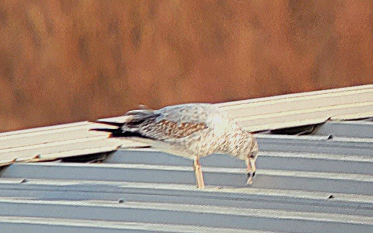 Ring-billed Gull - Brian Voorhees