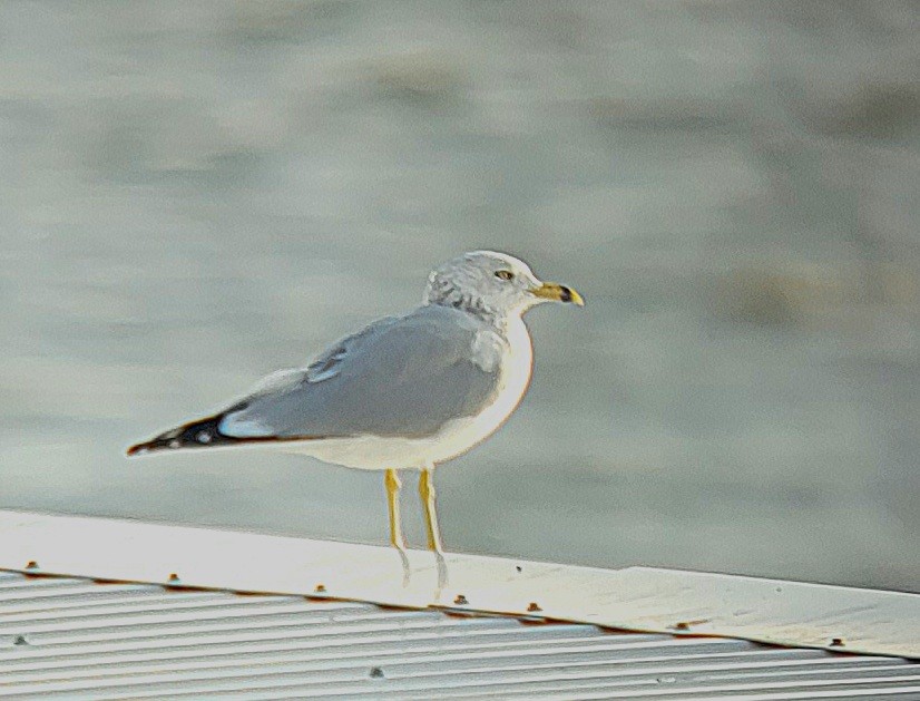 Ring-billed Gull - ML498109281