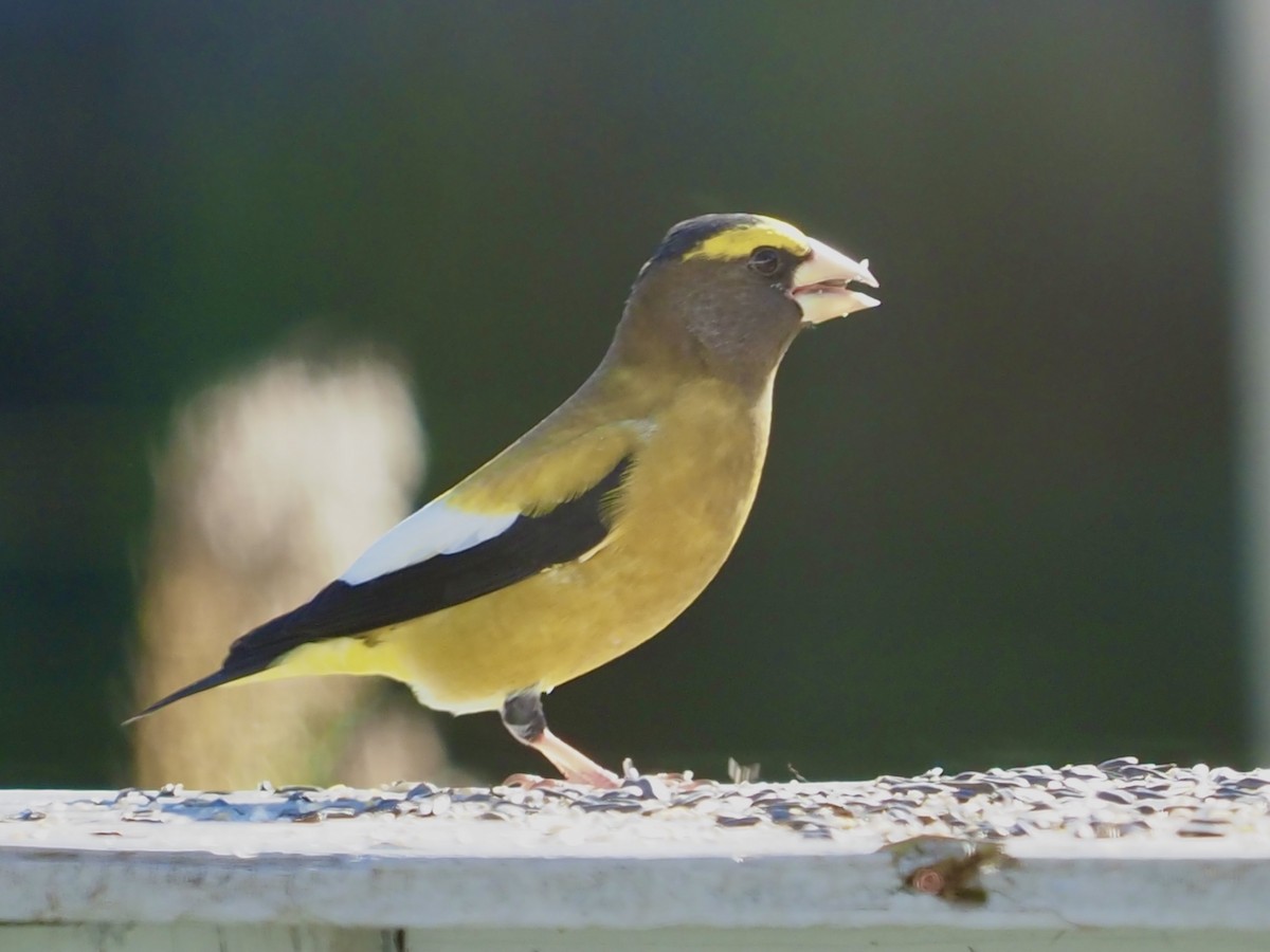 Evening Grosbeak - Celeste Morien