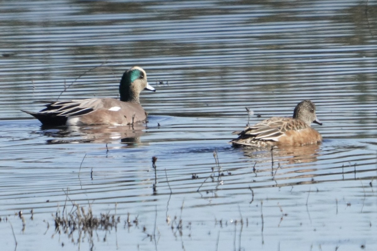 Green-winged Teal - ML498111831