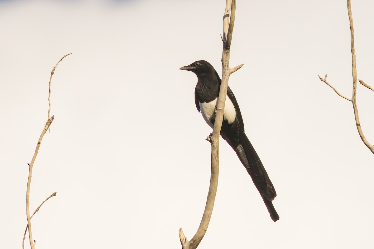 Black-billed Magpie - ML498112301