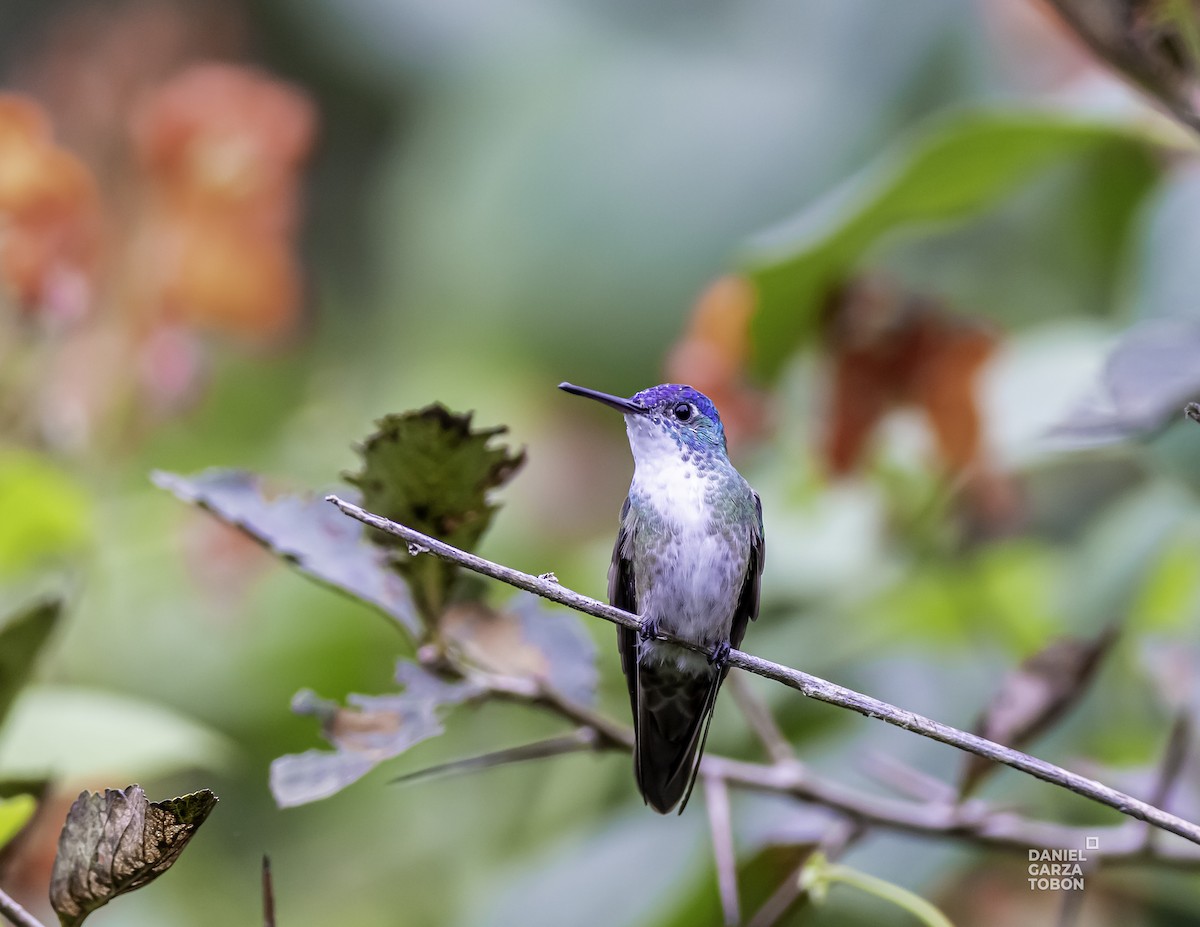 Azure-crowned Hummingbird - ML498112501