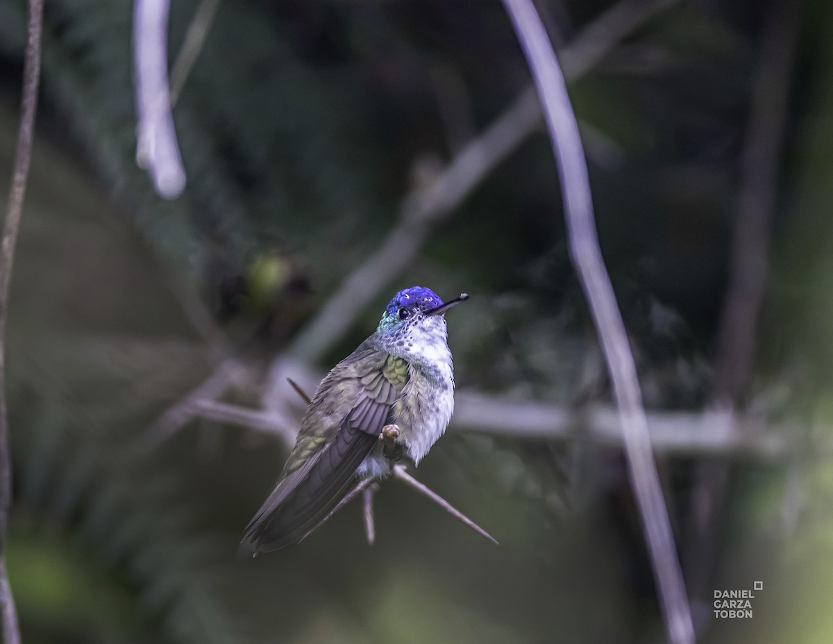 Azure-crowned Hummingbird - ML498112511