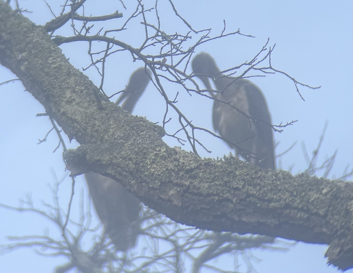 White Ibis - ML498112771
