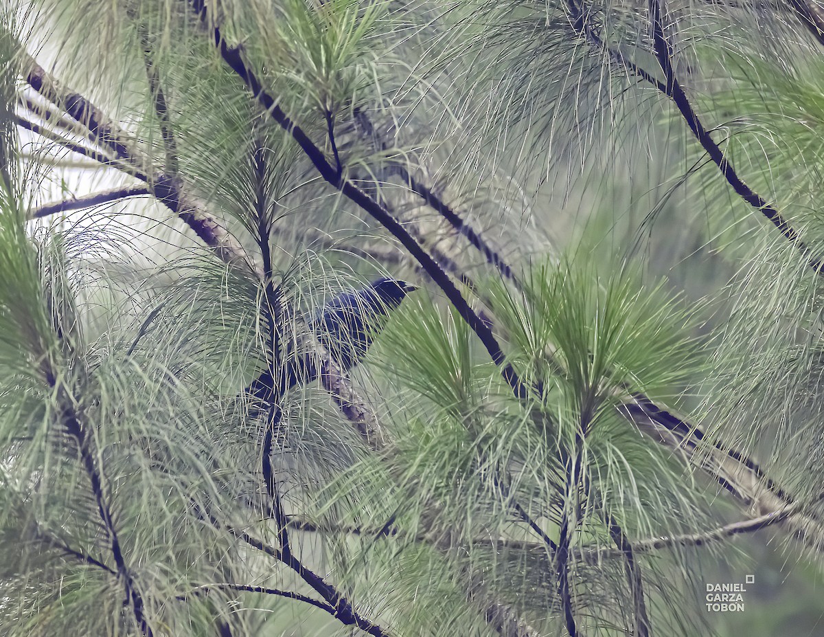 Black-throated Jay - Daniel  Garza Tobón