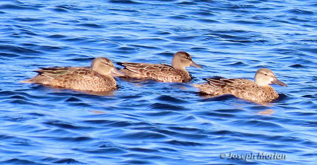 Blue-winged Teal - ML498113691