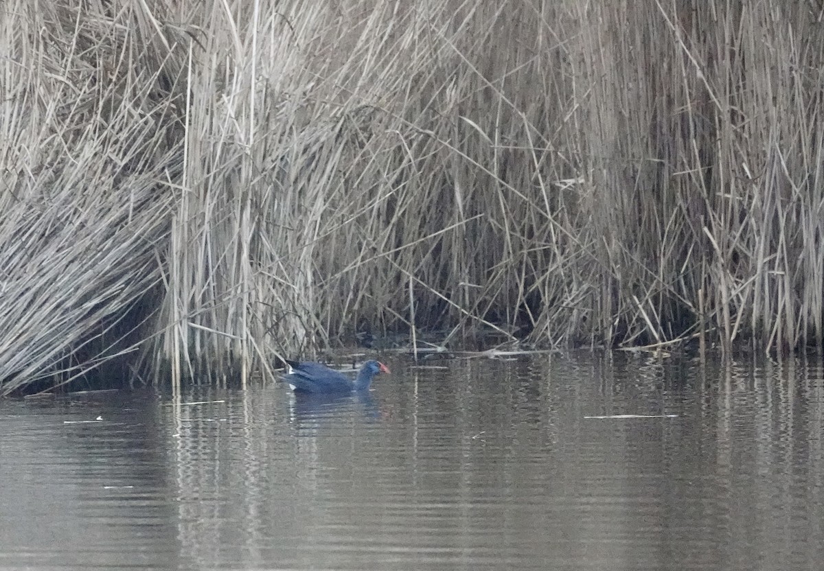 Western Swamphen - Hidde Bult