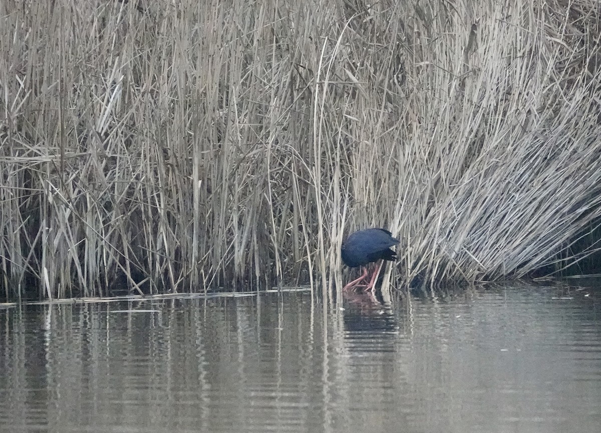 Western Swamphen - Hidde Bult