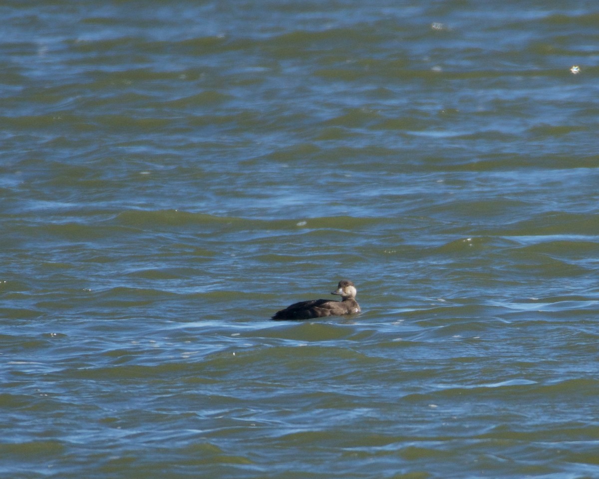 Black Scoter - ML498114191