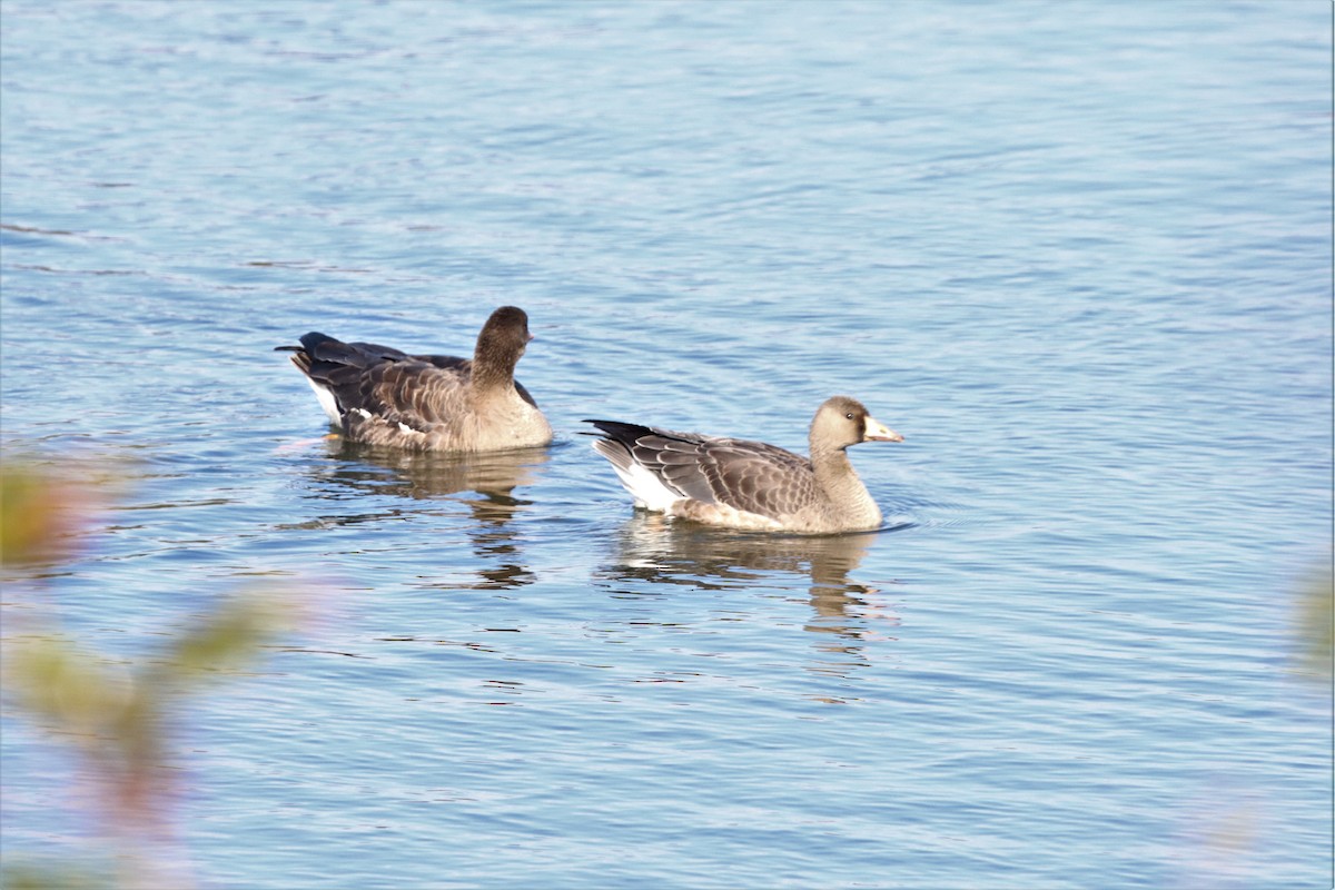 Greater White-fronted Goose - ML498116061