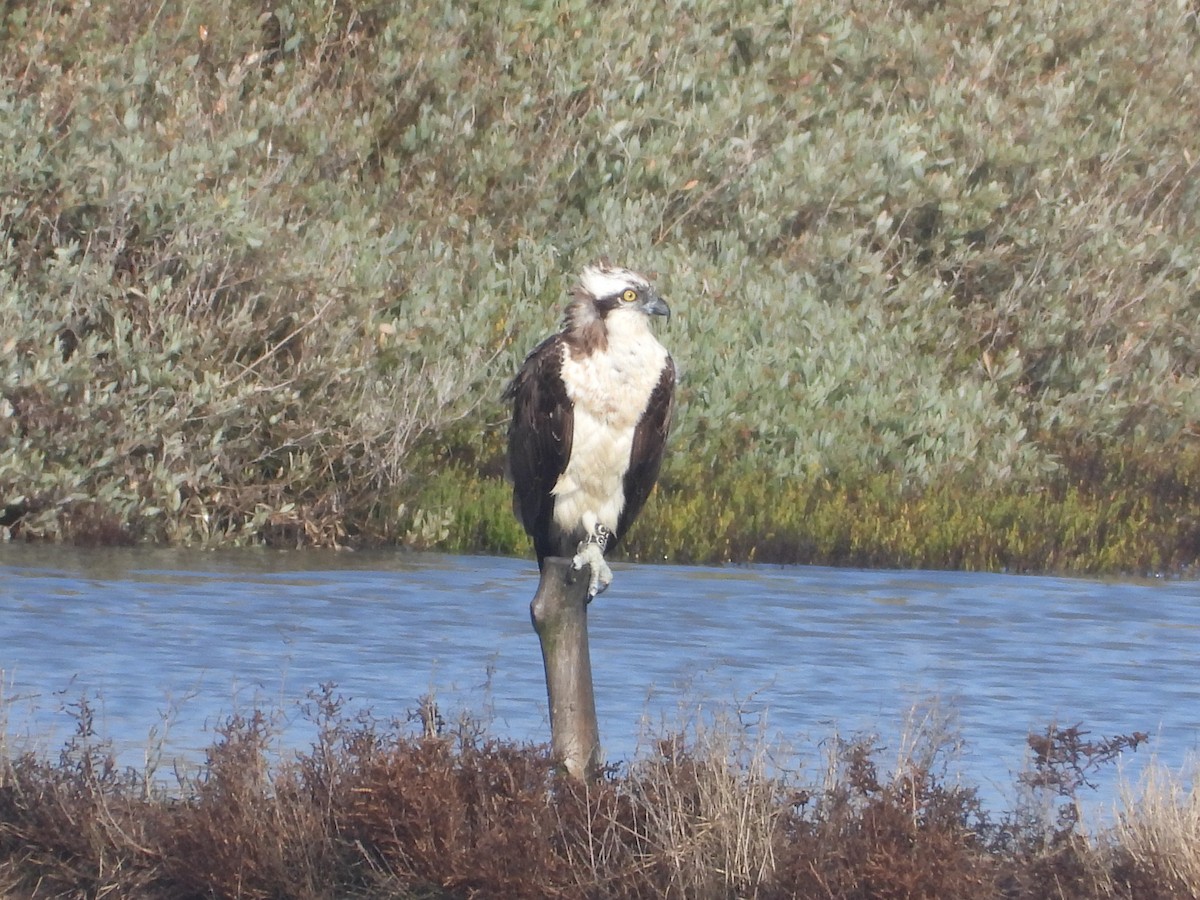 Osprey - M Sá & J Teixeira