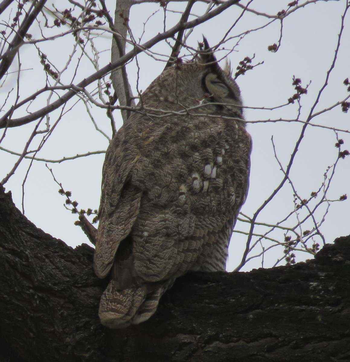 Great Horned Owl - ML49811911