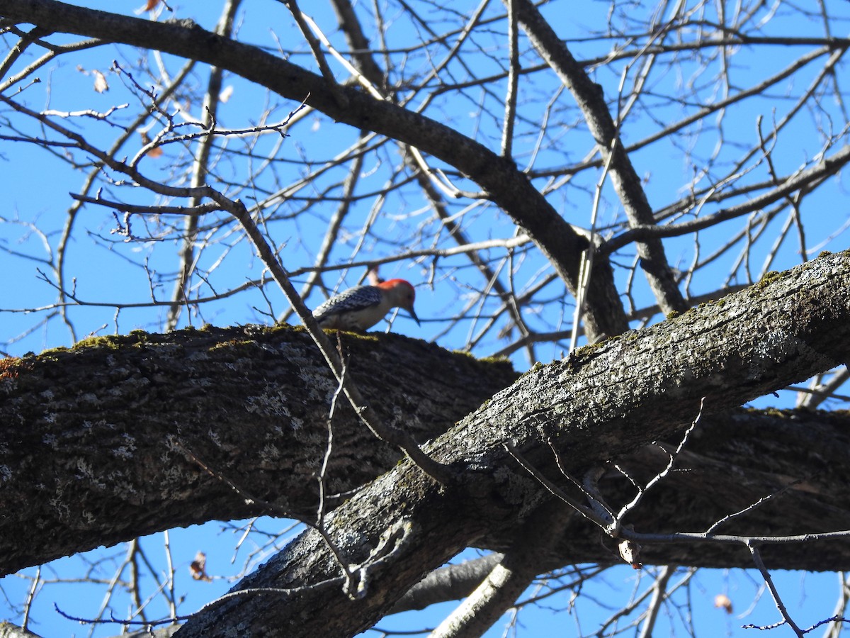 Red-bellied Woodpecker - Rick Stronks