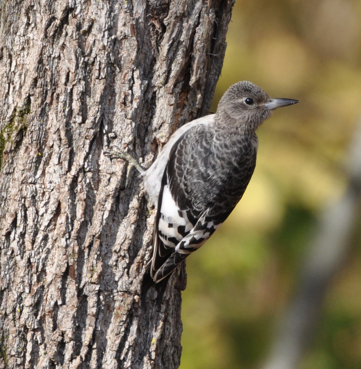 Red-headed Woodpecker - ML498121651