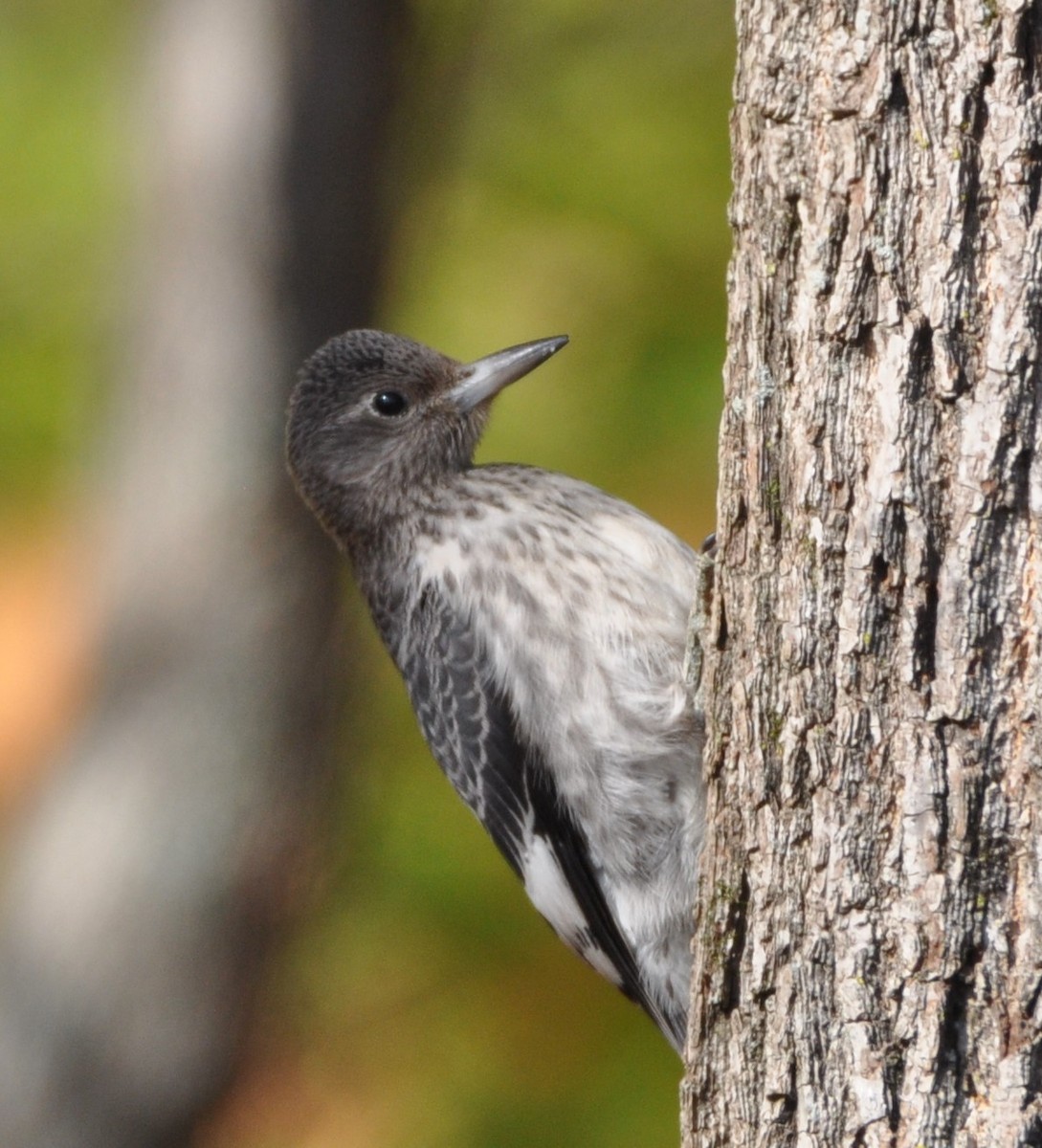 Red-headed Woodpecker - ML498121851