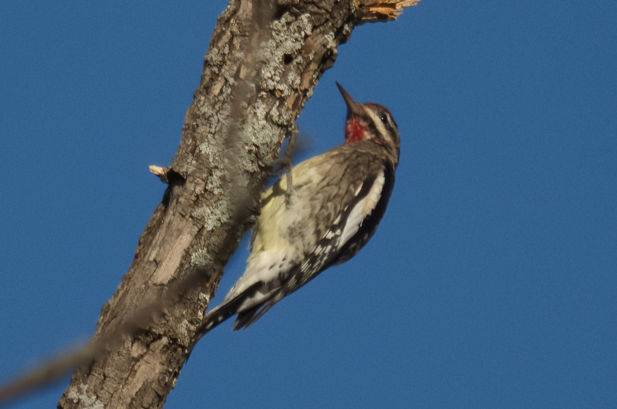 Yellow-bellied Sapsucker - ML498122961