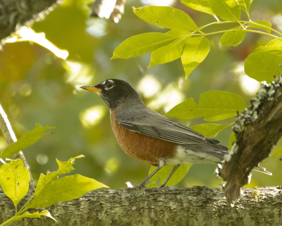 American Robin - ML498123301