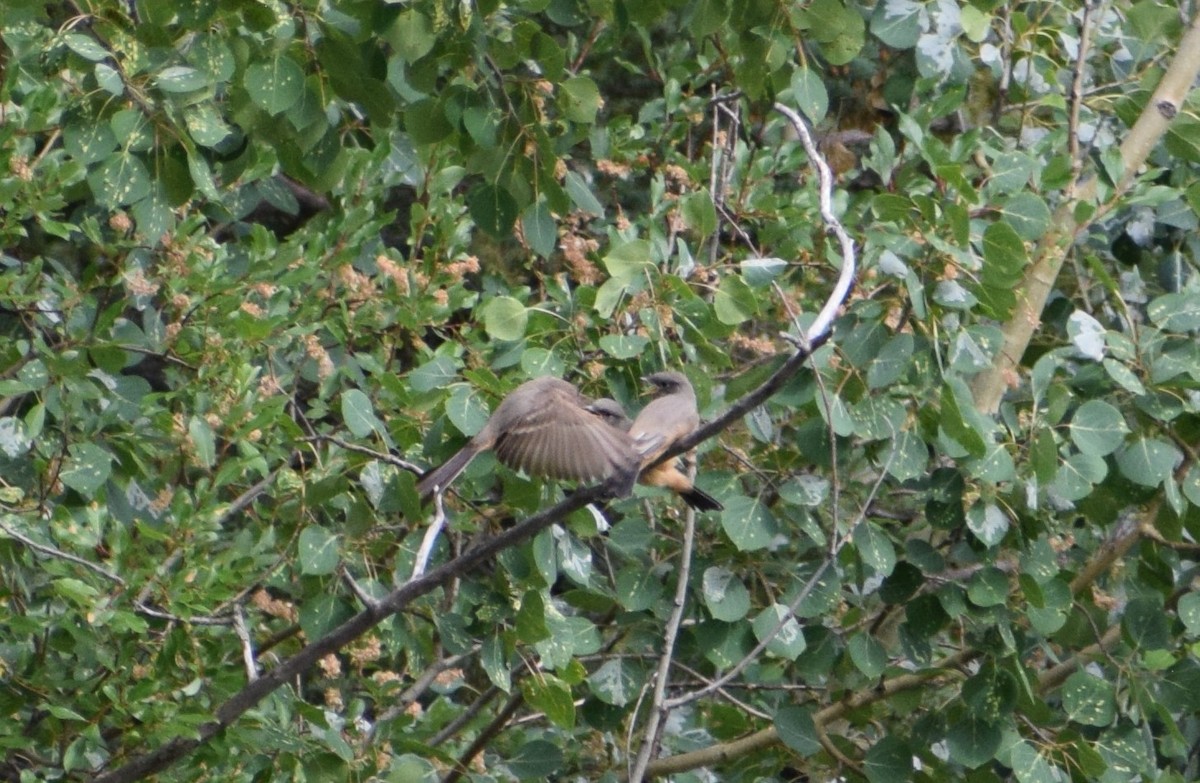 Say's Phoebe - Dominique Blanc