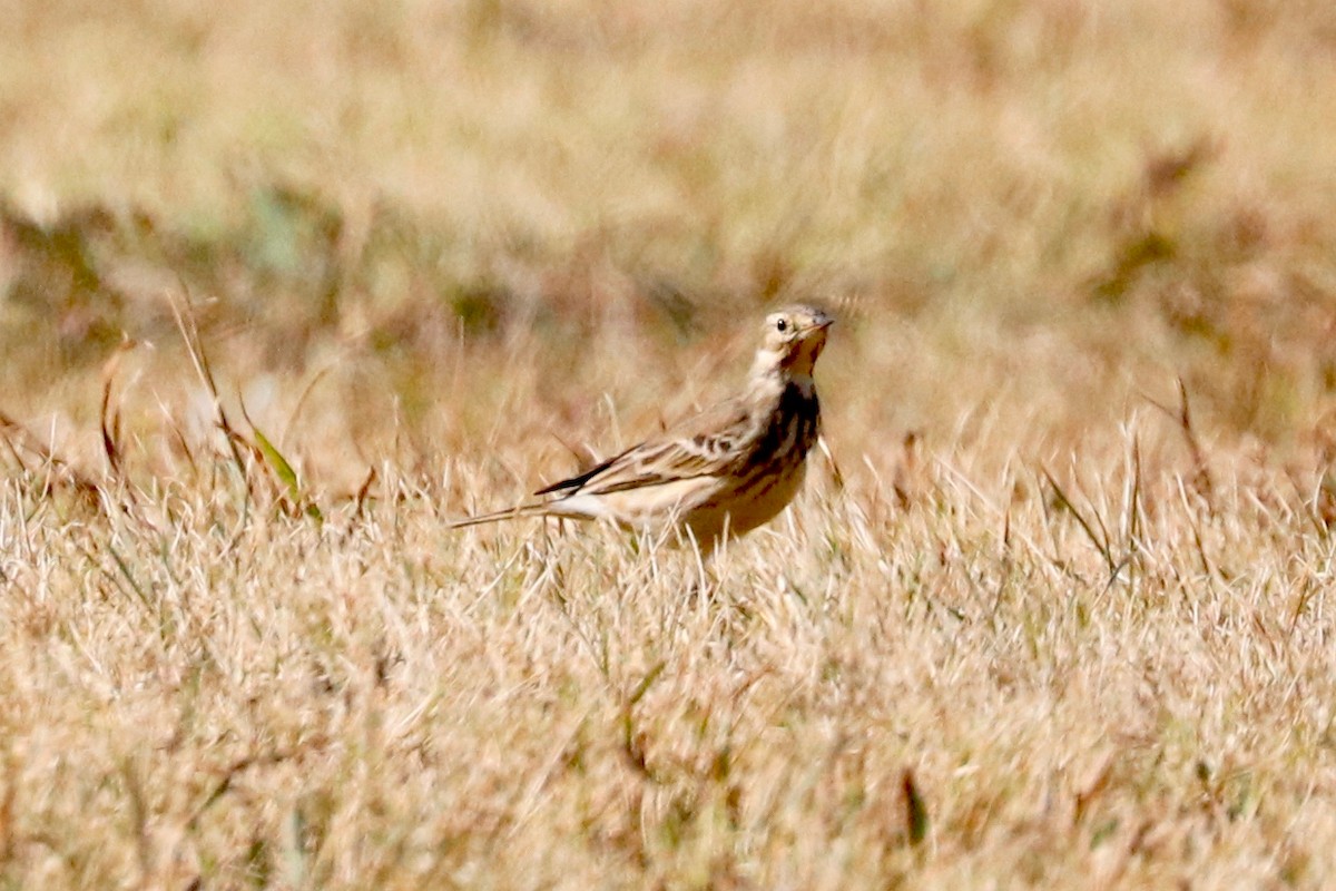 American Pipit - Martha Vannoy