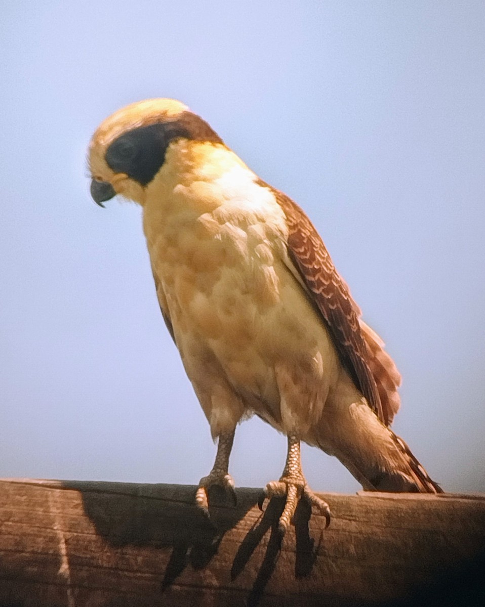 Laughing Falcon - Liliana Matute Mandujano
