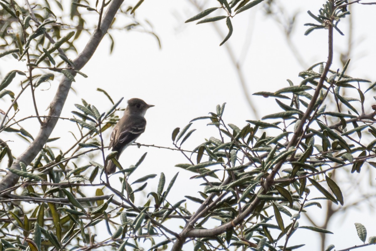 Eastern Wood-Pewee - Gabrielle Harrison