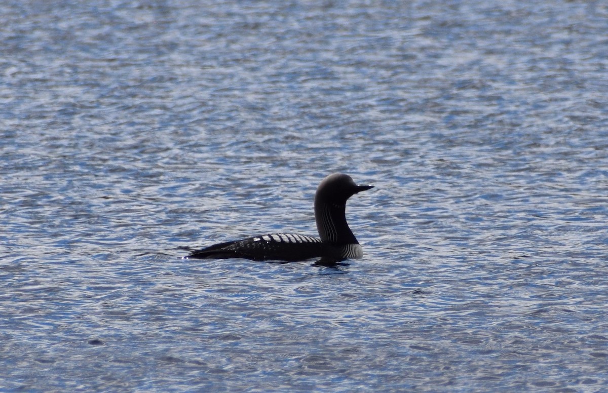 Pacific Loon - ML498130871