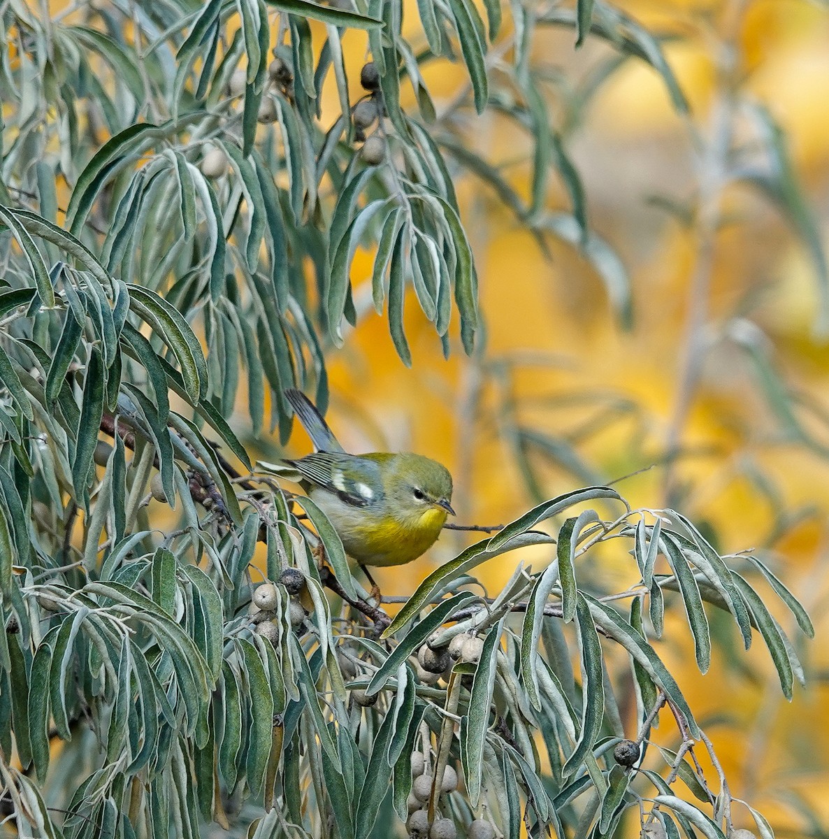 Parula Norteña - ML498131041
